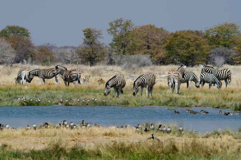 Cebra - parque nacional de Etosha - Namibia 1.jpg